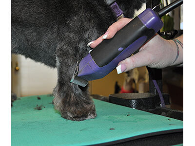 How to Learn the Asian Fusion Pet Grooming Technique